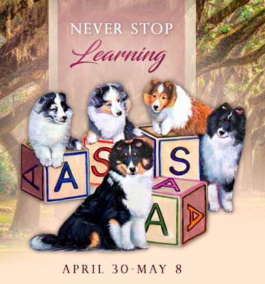 ASSA 2021 SHELTIE BITCH CLASSES REGULAR AND NONREG BUNDLE