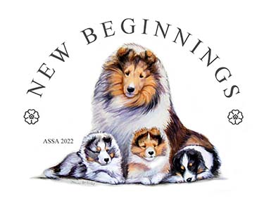 ASSA 2022 SHELTIE DOGS VETERANS & STUD DOGS PACKAGE
