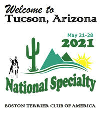 BTCA 2021 BOSTON TERRIER TUESDAY SHOW DOGS REGULAR AND NONREGULAR BUNDLE